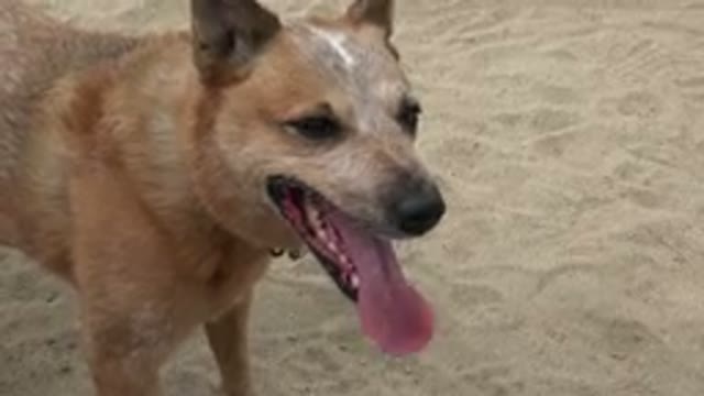 SAN JOSE DEL CABO MEXICO-2019: Video Showing A Dog That Looks Thirsty On Beach