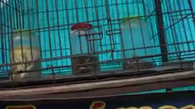 SAN JOSE DEL CABO MEXICO-2019: Camera Footage Zooms In On A Cage Containing Three Objects