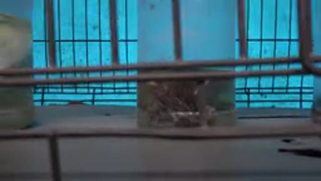 SAN JOSE DEL CABO MEXICO-2019: Dead Animals Stored In Liquid In Jars And Displayed