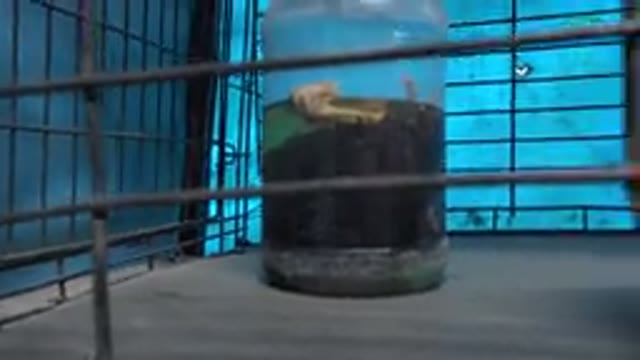 SAN JOSE DEL CABO MEXICO-2019: Snake Double Calf Head in Cage with Blue Tent