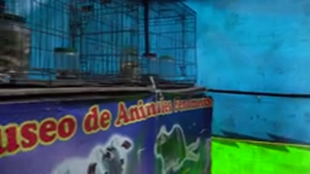 SAN JOSE DEL CABO MEXICO-2019: A Colorful Picture Represents Some Animals' Photo