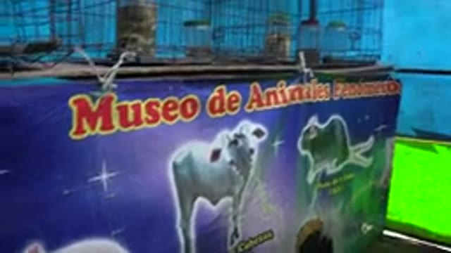 SAN JOSE DEL CABO MEXICO-2019: View Of Blue Animal Museum Sign On A Clear Day