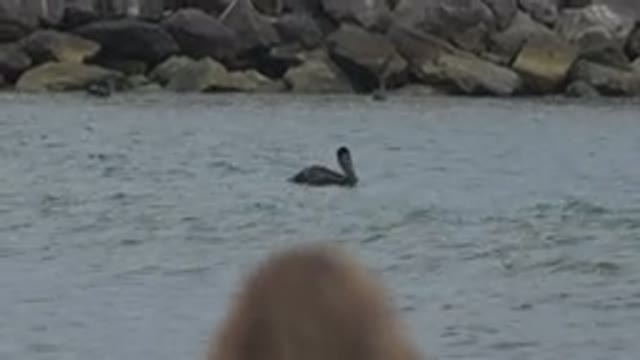 SAN JOSE DEL CABO MEXICO-2019: A Beat Up Looking Bird Floats In Water Near The Shore