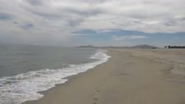 SAN JOSE DEL CABO MEXICO-2019: Birds Free Roaming On Top Of The Sea Water And