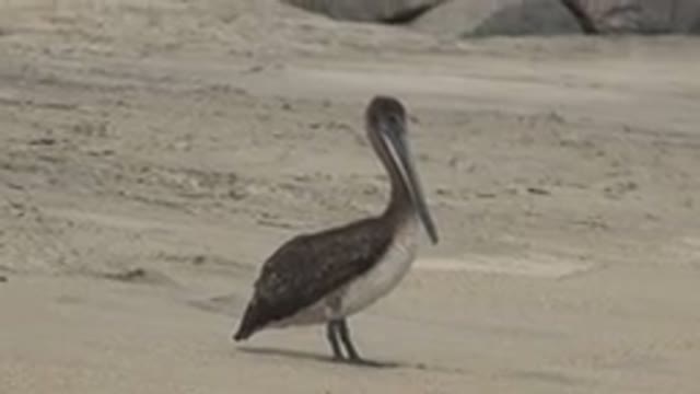 SAN JOSE DEL CABO MEXICO-2019: Pelican Standing On Sand Beach Rocks In The