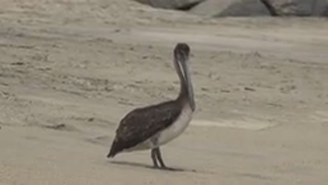 SAN JOSE DEL CABO MEXICO-2019: Bird With Long Bill Stands On Beach