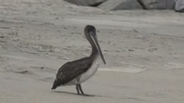 SAN JOSE DEL CABO MEXICO-2019: Someone Filming a Pelican in Nature