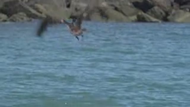 SAN JOSE DEL CABO MEXICO-2019: Long Billed Seabird Takes Flight From Water