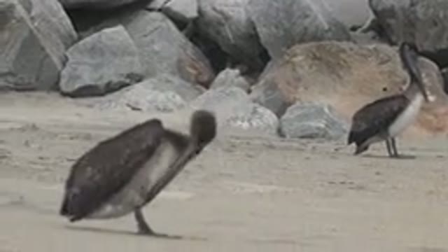 SAN JOSE DEL CABO MEXICO-2019: View Of Grey Pelican Standing On Sand On A Clear Day