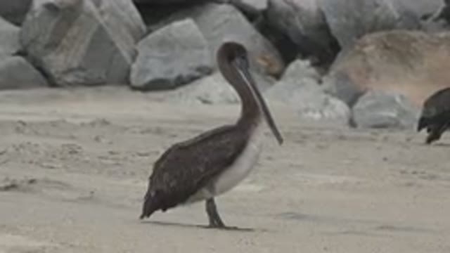 SAN JOSE DEL CABO MEXICO-2019: View Of Grey Pelican Standing On Beach On A Clear Day