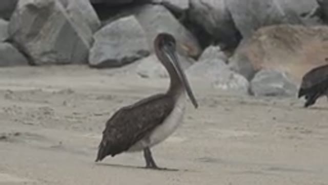 SAN JOSE DEL CABO MEXICO-2019: A View Of A Pelican Bird Standing On A Beach In