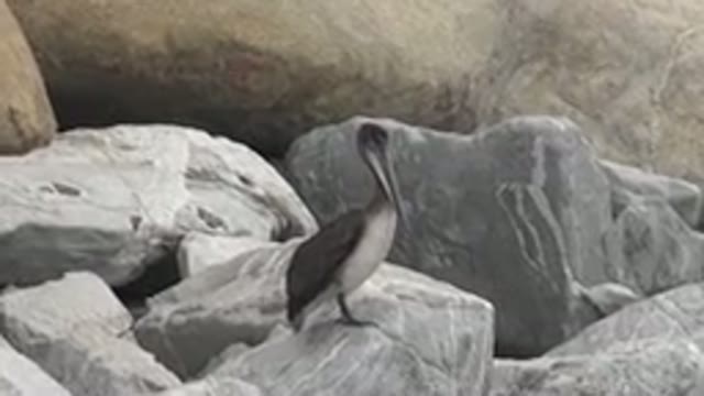 SAN JOSE DEL CABO MEXICO-2019: A Bird Is Ready To Fly