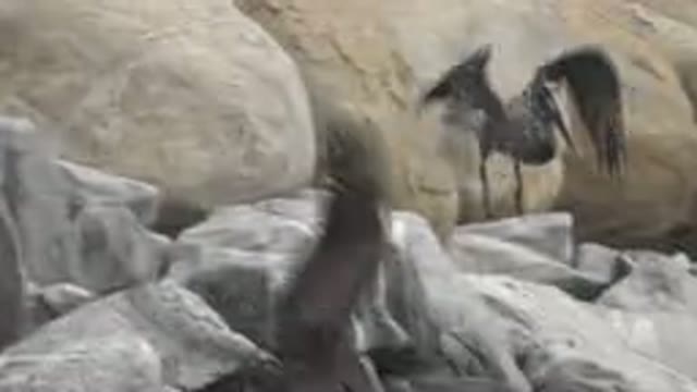 SAN JOSE DEL CABO MEXICO-2019: Two Brown Pelicans Fly From Rocks Into Water To