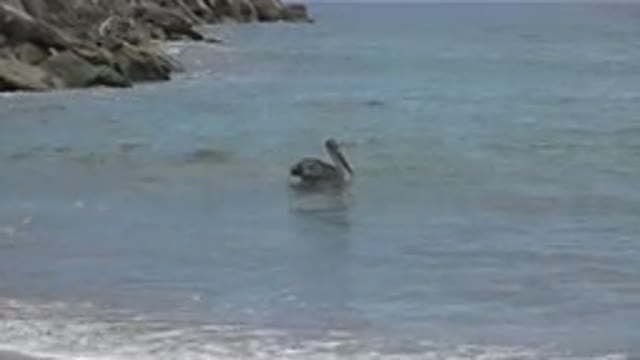 SAN JOSE DEL CABO MEXICO-2019: A Sea Bird Is Swimming In The Immense Sea In A
