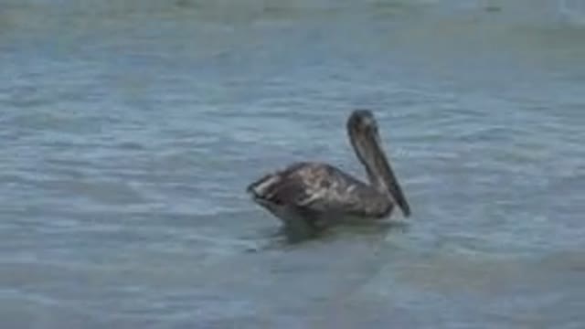 SAN JOSE DEL CABO MEXICO-2019: A Pelican Swimming In The Sea And Flapping Its Wings