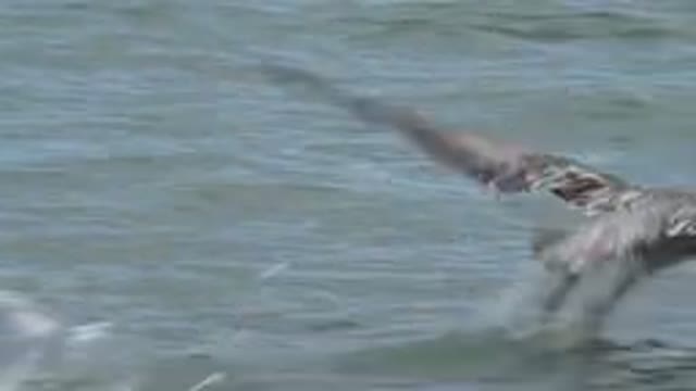 SAN JOSE DEL CABO MEXICO-2019: Free Herons Feeling Happy To Be Able To Enjoy The Water
