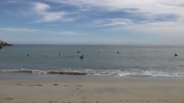SAN JOSE DEL CABO MEXICO-2019: Invasion Of The Birds