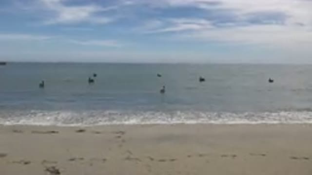 SAN JOSE DEL CABO MEXICO-2019: Ducks Floating On The Beach With Waves Crashing