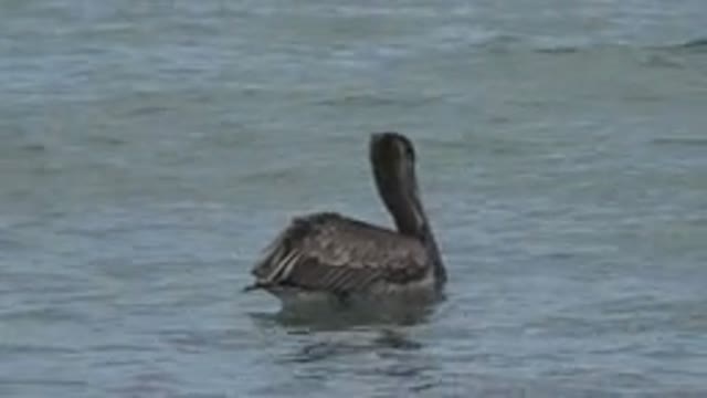 SAN JOSE DEL CABO MEXICO-2019: Duck In Large Body Of Water Floating Atop Calm