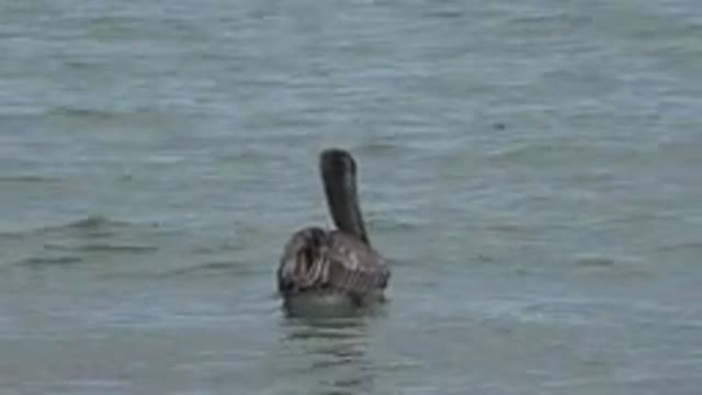 SAN JOSE DEL CABO MEXICO-2019: Little Black Duck Resting Lonely on the Lake