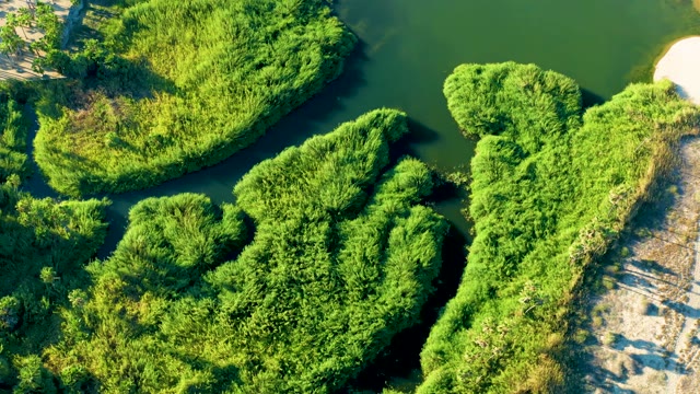 TODOS SANTOS BCS MEXICO-2021: Flowing River Surrounded by Lush Green Vegetation