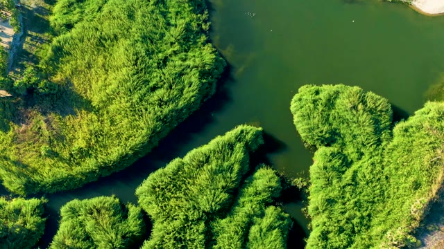 TODOS SANTOS BCS MEXICO-2021: Dense Green Vegetation Bordering Calm Water