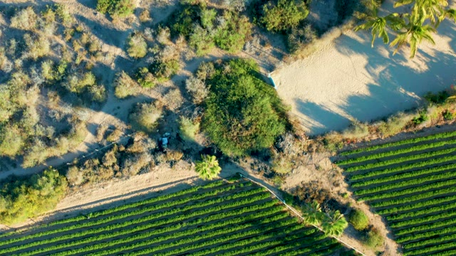 TODOS SANTOS BCS MEXICO-2021: Agricultural Field Transitioning to Arid Bushland