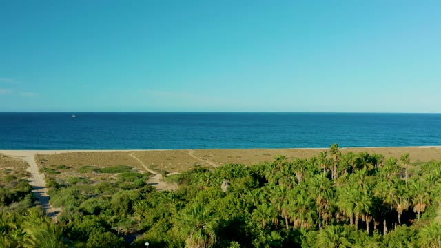 TODOS SANTOS BCS MEXICO-2021: Palm Trees and Sandy Beach by the Ocean