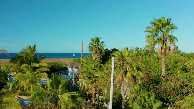 TODOS SANTOS BCS MEXICO-2021: Descending View of Palm Trees and Residential Neighborhood