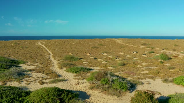 TODOS SANTOS BCS MEXICO-2021: Coastal Dunes with Ocean and Subtle Motion