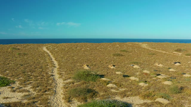 TODOS SANTOS BCS MEXICO-2021: Small Animals Moving Across Coastal Dunes