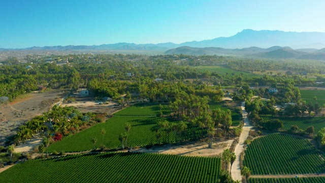 TODOS SANTOS BCS MEXICO-2021: Agricultural Fields and Tree-Lined Path From Above