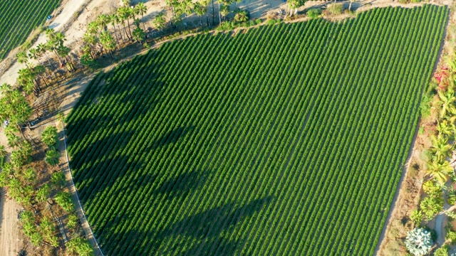 TODOS SANTOS BCS MEXICO-2021: Shifting Tree Shadows over a Rowed Agricultural Field