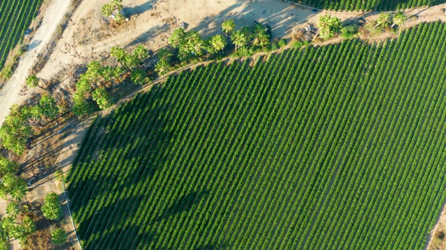 TODOS SANTOS BCS MEXICO-2021: Farm Field with Neat Rows of Crops From Above