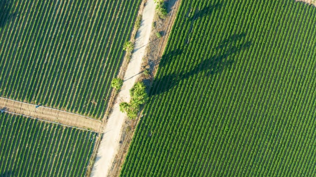 TODOS SANTOS BCS MEXICO-2021: Overhead View of Crop Fields and Moving Vehicle on Dirt Road