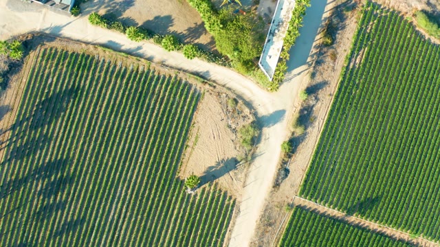 TODOS SANTOS BCS MEXICO-2021: Agricultural Fields and Dirt Road with Buildings