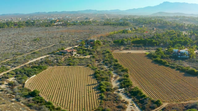 TODOS SANTOS BCS MEXICO-2021: Cultivated Farmland with Crop Rows and Rural Buildings