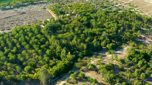 TODOS SANTOS BCS MEXICO-2021: Dense Green Trees and Sandy Terrain From Above