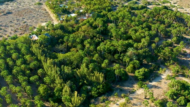 TODOS SANTOS BCS MEXICO-2021: Lush Green Trees and Sandy Terrain From Above