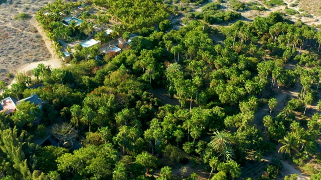 TODOS SANTOS BCS MEXICO-2021: Lush Tree Canopy and Buildings in Arid Setting