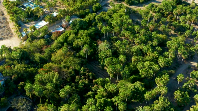TODOS SANTOS BCS MEXICO-2021: Residential Neighborhood with Lush Palm Trees and Greenery