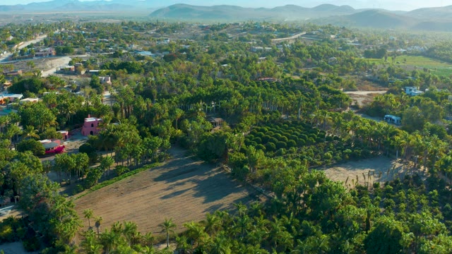 TODOS SANTOS BCS MEXICO-2021: Aerial Descent Over Tree-Lined Fields and Buildings
