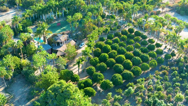 TODOS SANTOS BCS MEXICO-2021: Residential Neighborhood with Palm Trees and Trimmed Hedges From Above