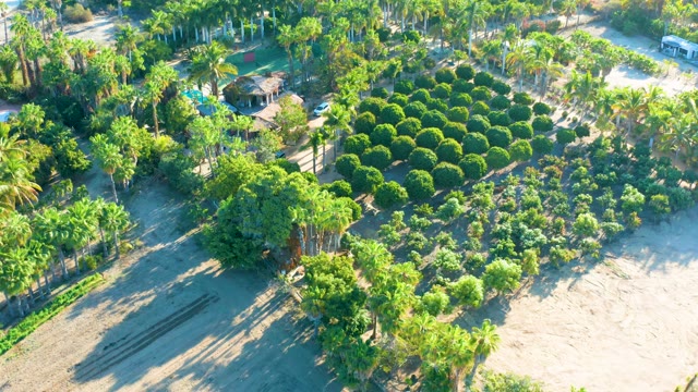 TODOS SANTOS BCS MEXICO-2021: Aerial Ascent Over Residential Tree Planting Area