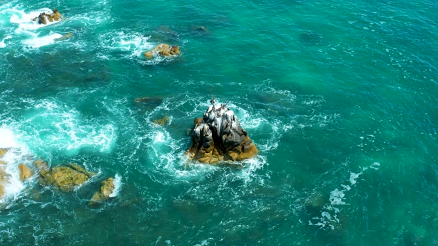 MARQUIS LOS CABOS MEXICO-2021: Seabirds Perched on Rocky Outcrop in Turquoise Ocean