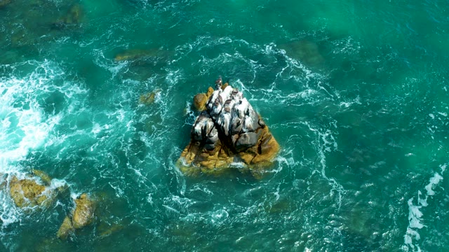 MARQUIS LOS CABOS MEXICO-2021: Seabirds on Rocky Outcrop in Turquoise Ocean