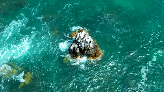 MARQUIS LOS CABOS MEXICO-2021: Seabirds Perched on Rocky Outcrop in Ocean