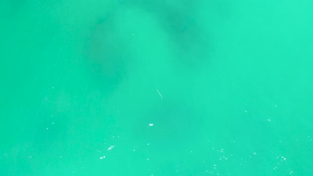 DREAMS LOS CABOS BCS MEXICO-2021: Small Fish Swimming in Clear Turquoise Water