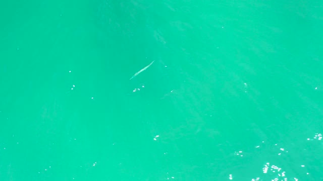 DREAMS LOS CABOS BCS MEXICO-2021: A Fish Swimming in Clear Turquoise Water Overhead