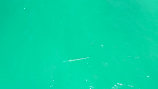 DREAMS LOS CABOS BCS MEXICO-2021: Small Fish Gliding Through Clear Turquoise Water